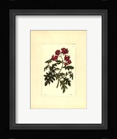 Red Curtis Botanical III Fine Art Print