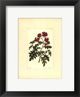 Red Curtis Botanical III Framed Print