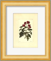 Red Curtis Botanical III Fine Art Print