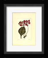 Red Curtis Botanical IV Fine Art Print