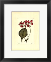 Red Curtis Botanical IV Framed Print