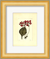 Red Curtis Botanical IV Fine Art Print