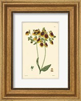 Yellow Curtis Botanical I Fine Art Print