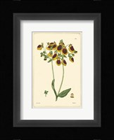 Yellow Curtis Botanical I Fine Art Print