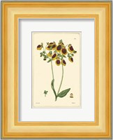 Yellow Curtis Botanical I Fine Art Print