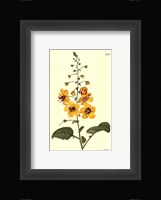 Yellow Curtis Botanical II Fine Art Print