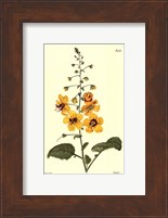 Yellow Curtis Botanical II Fine Art Print