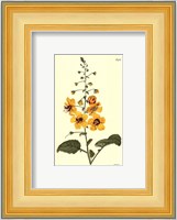 Yellow Curtis Botanical II Fine Art Print