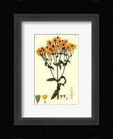 Yellow Curtis Botanical III Fine Art Print