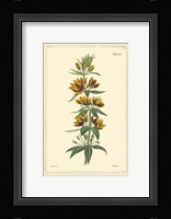 Yellow Curtis Botanical IV Fine Art Print