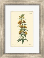 Yellow Curtis Botanical IV Fine Art Print