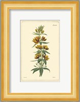 Yellow Curtis Botanical IV Fine Art Print