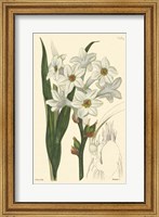 White Curtis Botanical I Fine Art Print