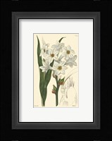 White Curtis Botanical I Framed Print