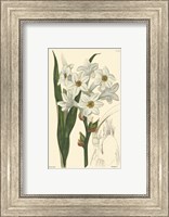 White Curtis Botanical I Fine Art Print