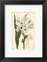 White Curtis Botanical I Framed Print
