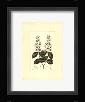 White Curtis Botanical II Framed Print