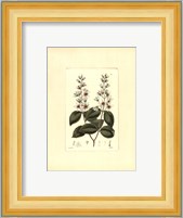 White Curtis Botanical II Fine Art Print