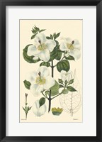 White Curtis Botanical III Fine Art Print