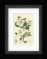 White Curtis Botanical III Fine Art Print
