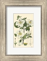 White Curtis Botanical III Fine Art Print