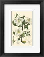 White Curtis Botanical III Framed Print