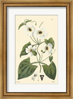 White Curtis Botanical IV Fine Art Print