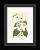 White Curtis Botanical IV Fine Art Print