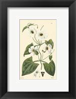 White Curtis Botanical IV Fine Art Print