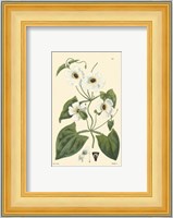 White Curtis Botanical IV Fine Art Print