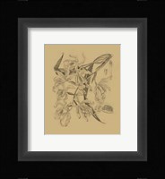 Orchid on Khaki(WG) II Fine Art Print