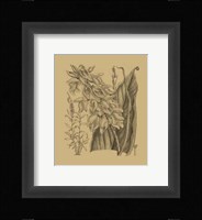 Orchid on Khaki(WG) III Fine Art Print