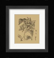 Orchid on Khaki(WG) IV Fine Art Print