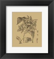 Orchid on Khaki(WG) IV Fine Art Print