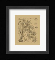 Orchid on Khaki(WG) VII Fine Art Print