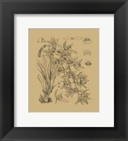 Orchid on Khaki(WG) VII Fine Art Print