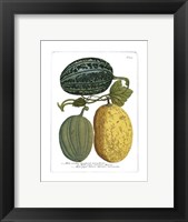 Antique Melons I Fine Art Print