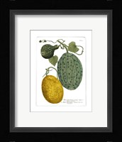Antique Melons II Framed Print