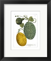 Antique Melons II Fine Art Print