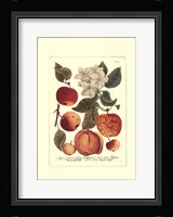 Fruits I Framed Print