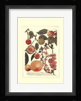 Fruits II Framed Print