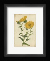 Curtis Blooms in Yellow II Fine Art Print