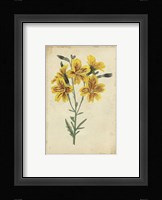 Curtis Blooms in Yellow IV Fine Art Print