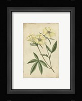 Curtis Blooms in White IV Fine Art Print