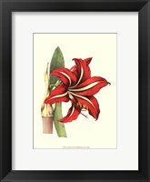 Amaryllis I Fine Art Print