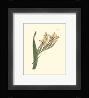 Floral II Fine Art Print