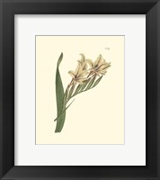 Floral II Fine Art Print