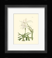 Floral III Fine Art Print