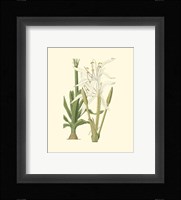 Floral IV Fine Art Print