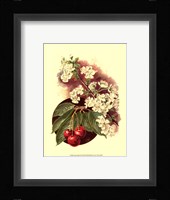 Cherry Blossom Fine Art Print